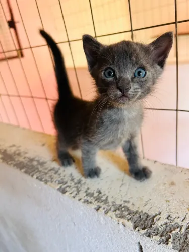 Gato Blue Russian macho 8x sem juros, vacinado e vermifugado, livre de fiv e felv.