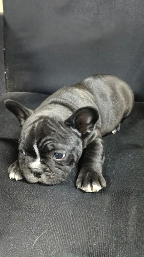 Vendo filhotes de Bulldog francês 