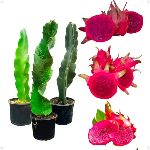 Kit de 03 mudas de pitaya vermelha ( Boreal red, Nicarágua, Taiwan)