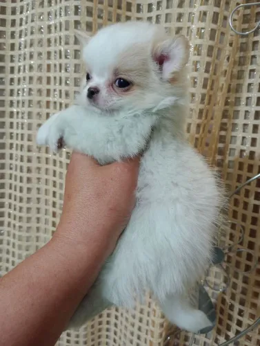 Chihuahua Macho, Linhagem Russa excelente padrão da raça em 10x no cartão.