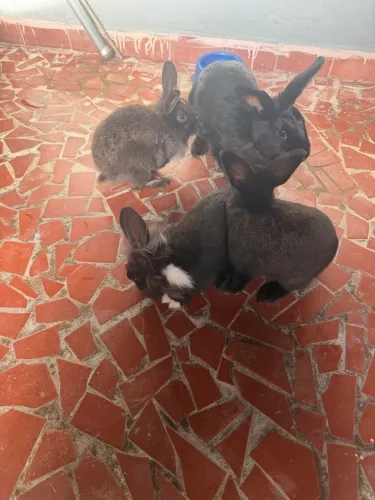 Doação Coelhos 
