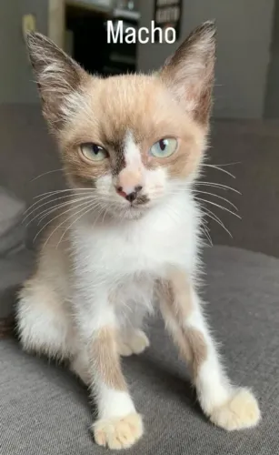Doação de lindos gatinhos de 75 dias
