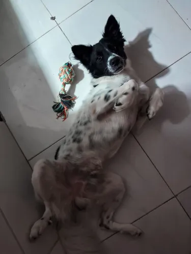 Adoção cachorro macho!