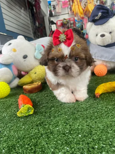 Shih tzu fêmea branca e chocolate $2.600,00