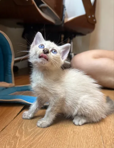 Gatinha pra adoção responsável 