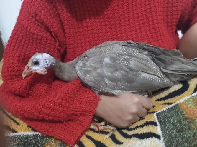 Galinha d' Angola ( pintinhos e Franguinhos)