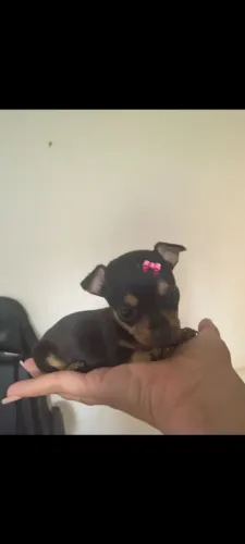 Sua melhor companhia linda miniatura de pinscher zerinho fêmea entrega imediata