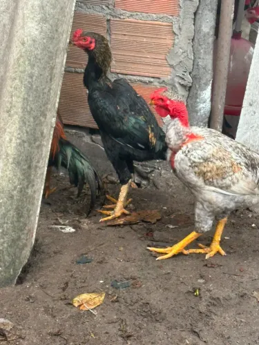 galinha de quintal