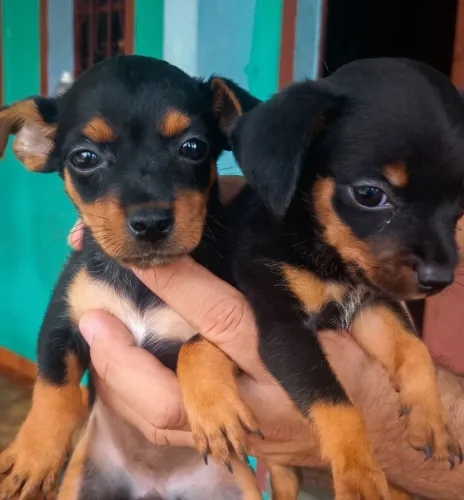  FILHORES PINSCHERS 