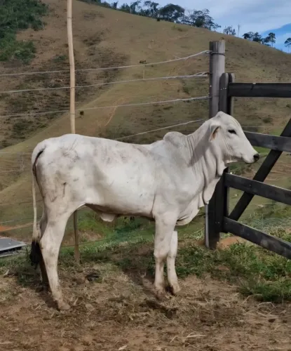 Lote de Bezerros