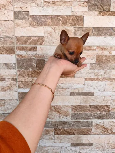 Pinscher micro filhotes zero 