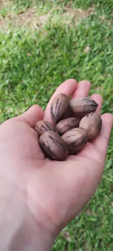 Nozes pecan