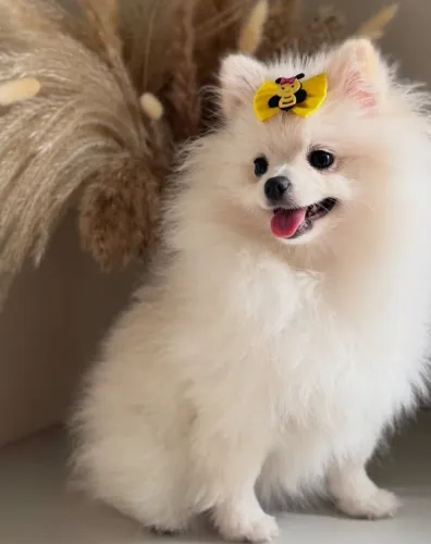 Sptiz alemao femea 5 meses com Pedigree
