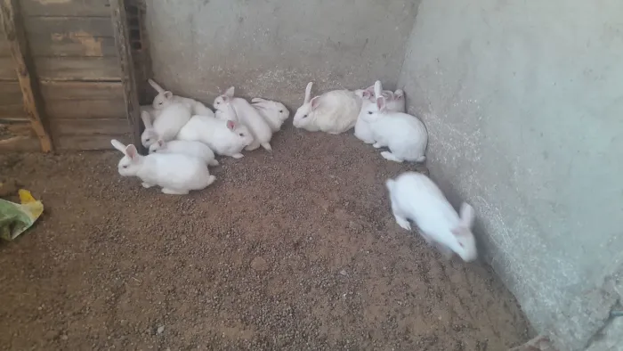 Coelhos