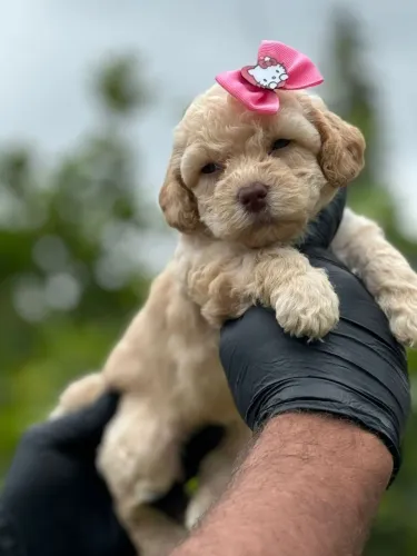 Poodle Toy Fêmea | O pet do seus sonhos está aqui - Chama no WhatsApp 
