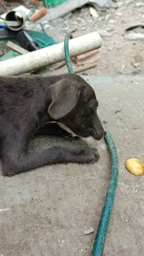 Cachorro para doação