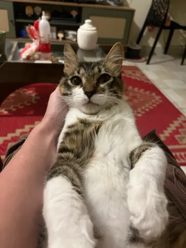 Doa-se Gatinho