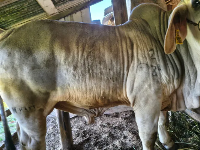 Touro Brahman P.O nascido 02/2024 de transferência de embrião 