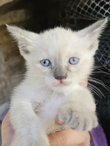 Gatinhas para adoção