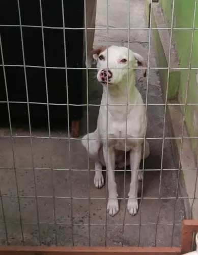 Cadela para adoção