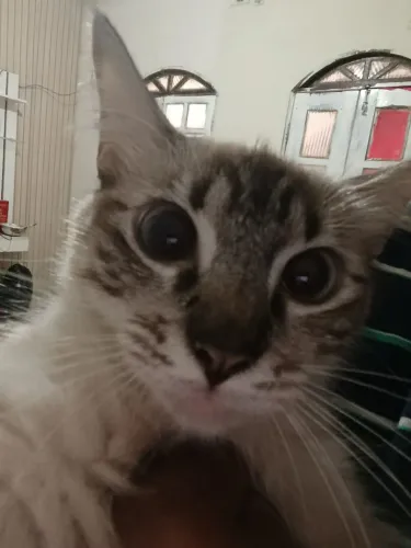 Gata filhote para adoção 