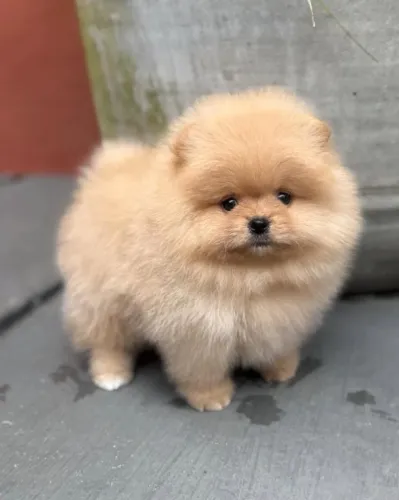 Lulu da Pomerânia