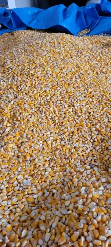 Saco 50kg milho