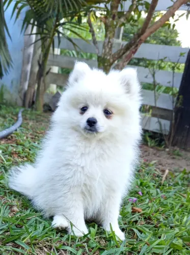 Spitz alemão Macho