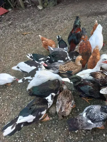 Vende-se patos  em Campina Grande do Sul