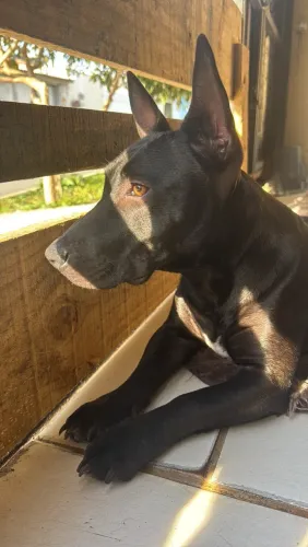 Doa-se cachorra
