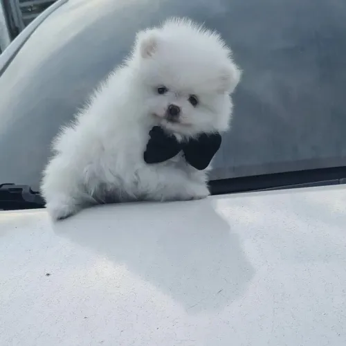 Lulu da pomerania, aqui vc encontra seu melhor amigo 