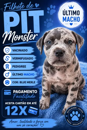 FILHOTE DE PITMONSTER 