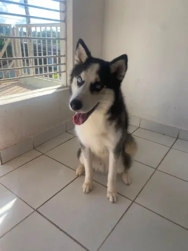 Doação de de cachorro Husky siberiano