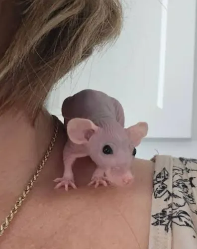 Rato twister HAIRLESS ( sem pelo )