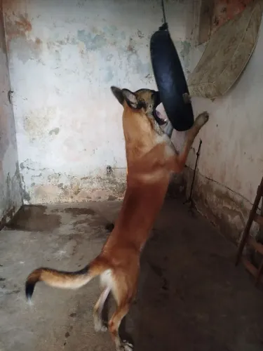 Pastor belga malinos disponível pra fazer guarda