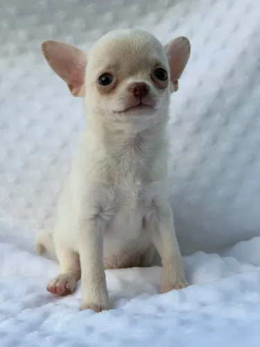 Chihuahua mini, pequena e afetuosa