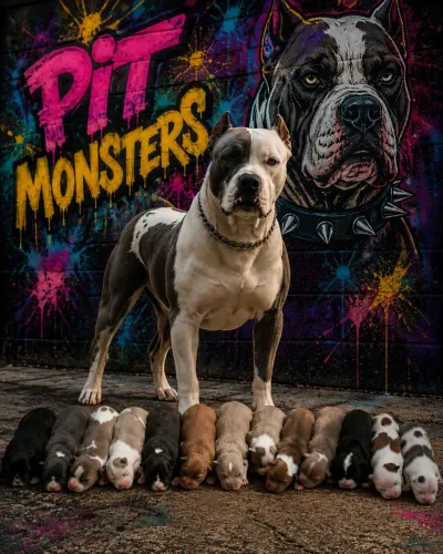 Filhotes de American Bully XXL há venda 