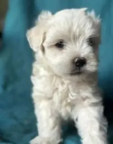 Maltês Cachorrinho disponível para pronta entrega