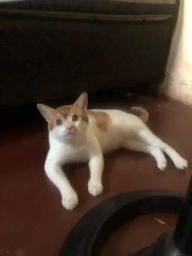 Gato macho doação 