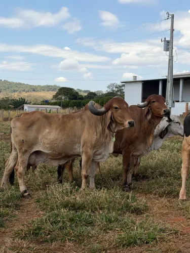 Vacas Gir Leiteiro registradas 