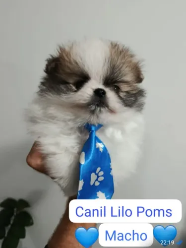 Lulu da Pomerania ( machinho)