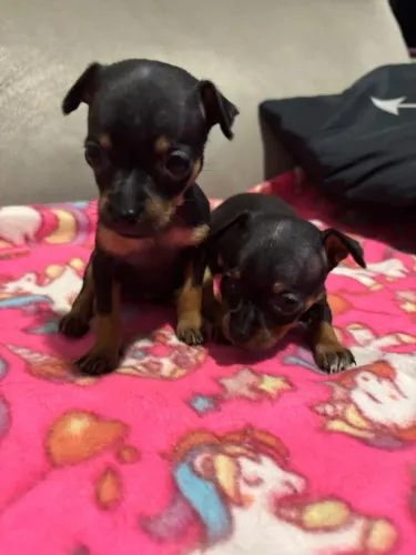 Pinscher fêmea disponível para entrega!