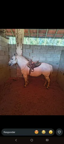 Doa se cavalo 