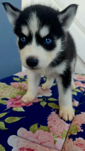 Huskys siberiano disponível macho e fêmea 