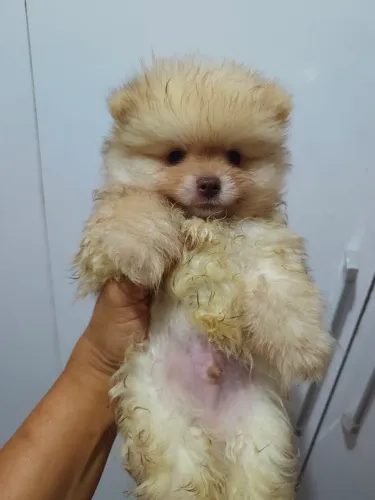 Cachorro filhote