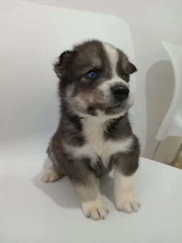Filhote husky siberiano