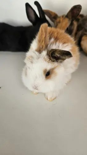 Coelho mini lop Uruguaio 