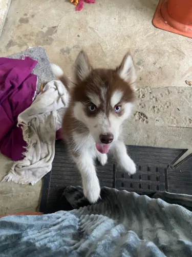 Filhote de Husky Siberiano com Pedigree 