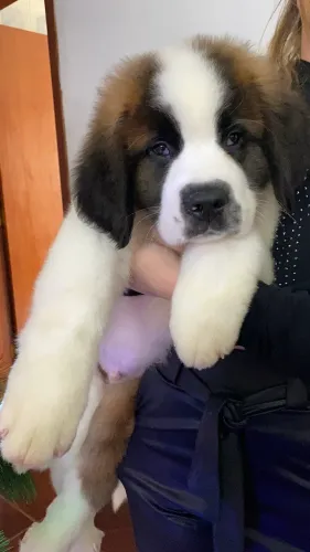 São Bernardo com pedigree 