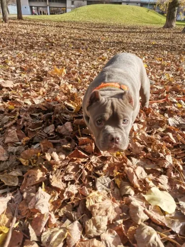 American Bully - O Carinho Mais Sincero Tem Quatro Patas 